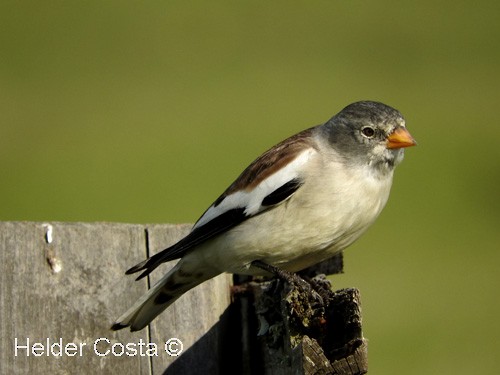 White-winged Snowfinch - ML24225821