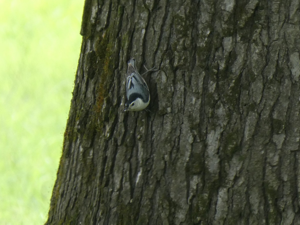 White-breasted Nuthatch - ML242260481