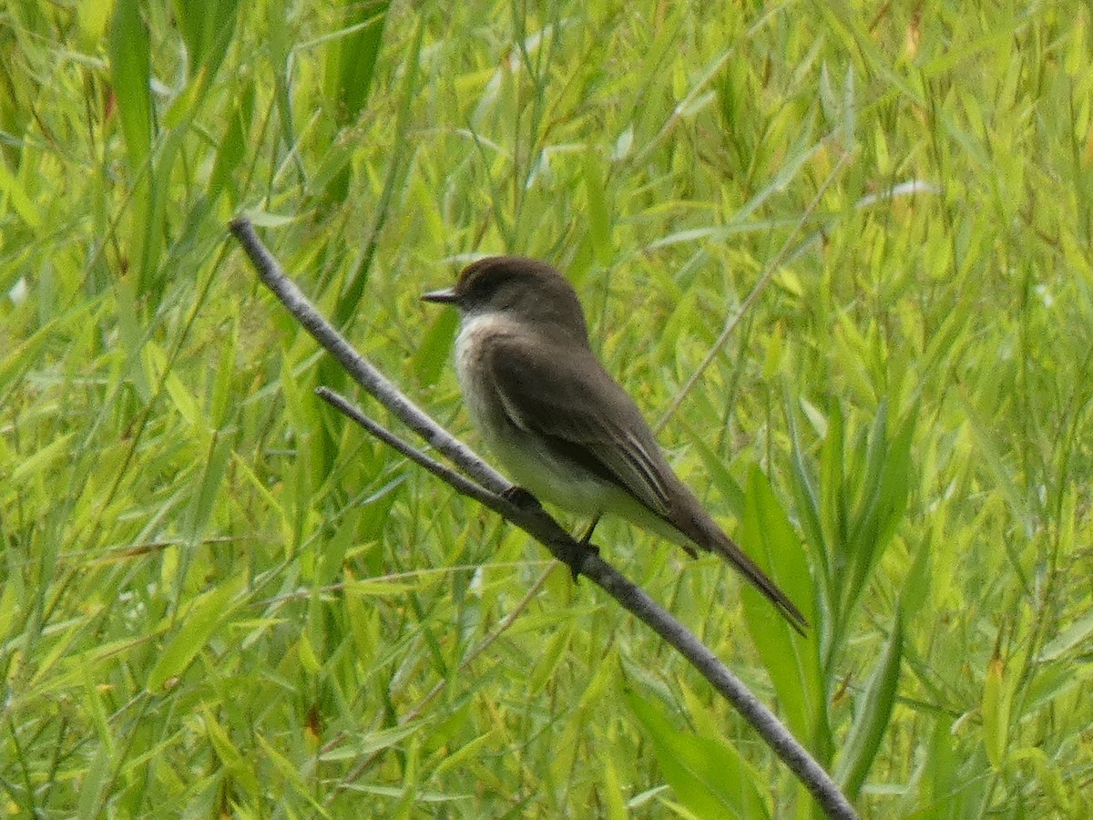 Eastern Phoebe - ML242260671