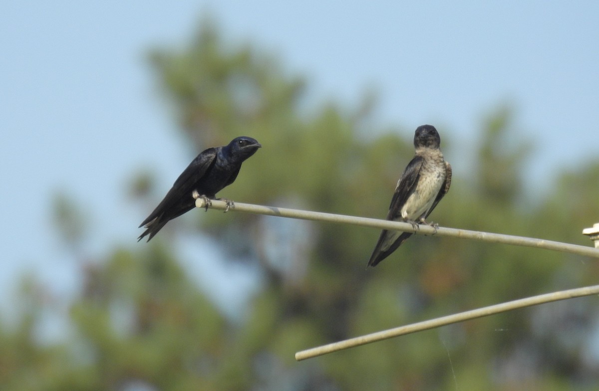 Purple Martin - ML242261241
