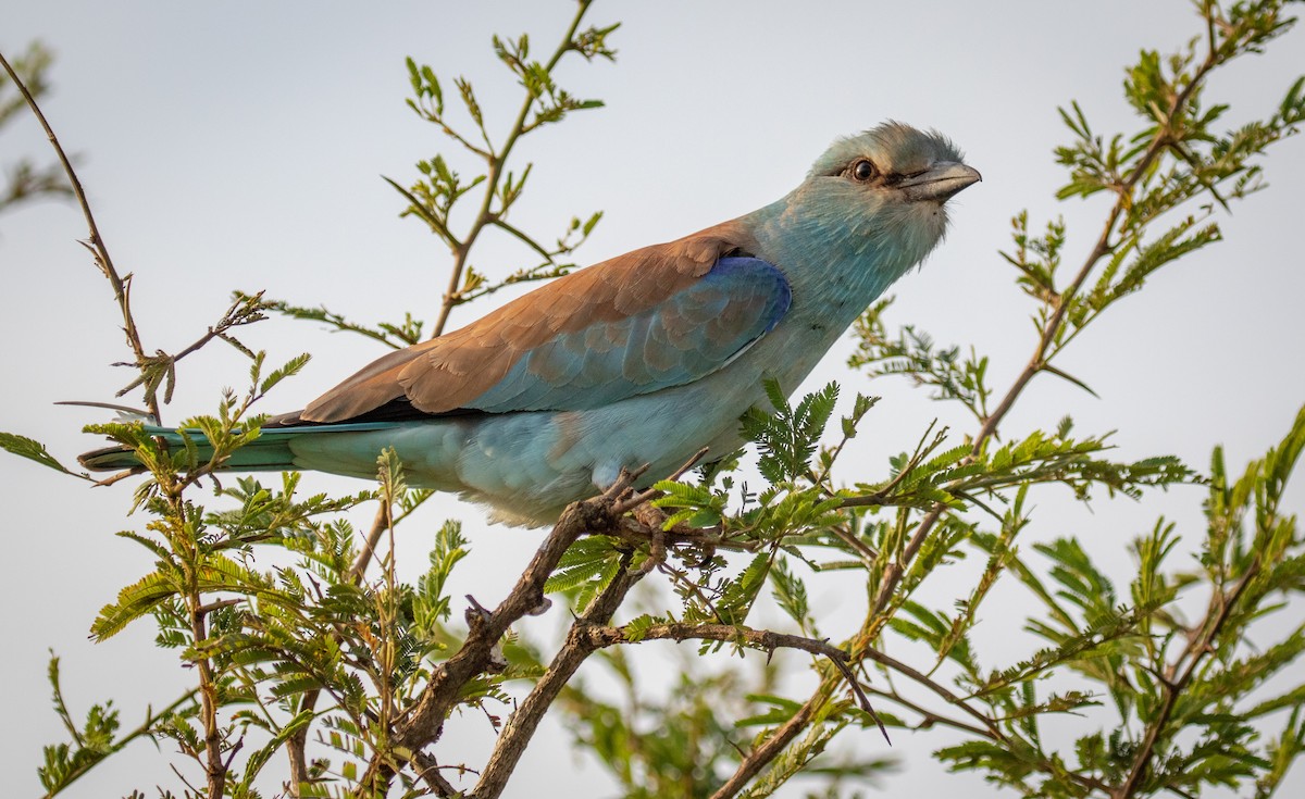 European Roller - ML242261901