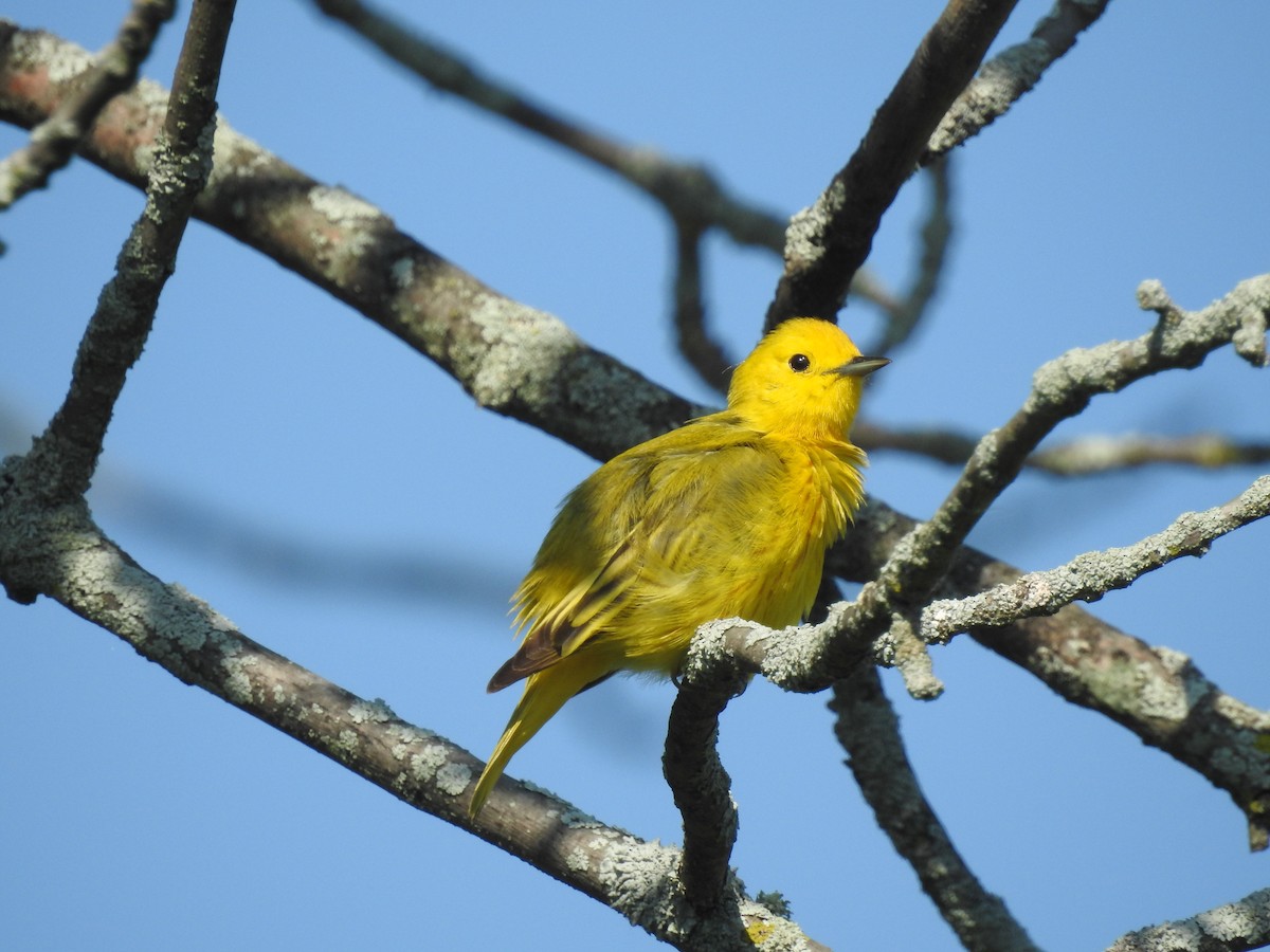Yellow Warbler - John McKay
