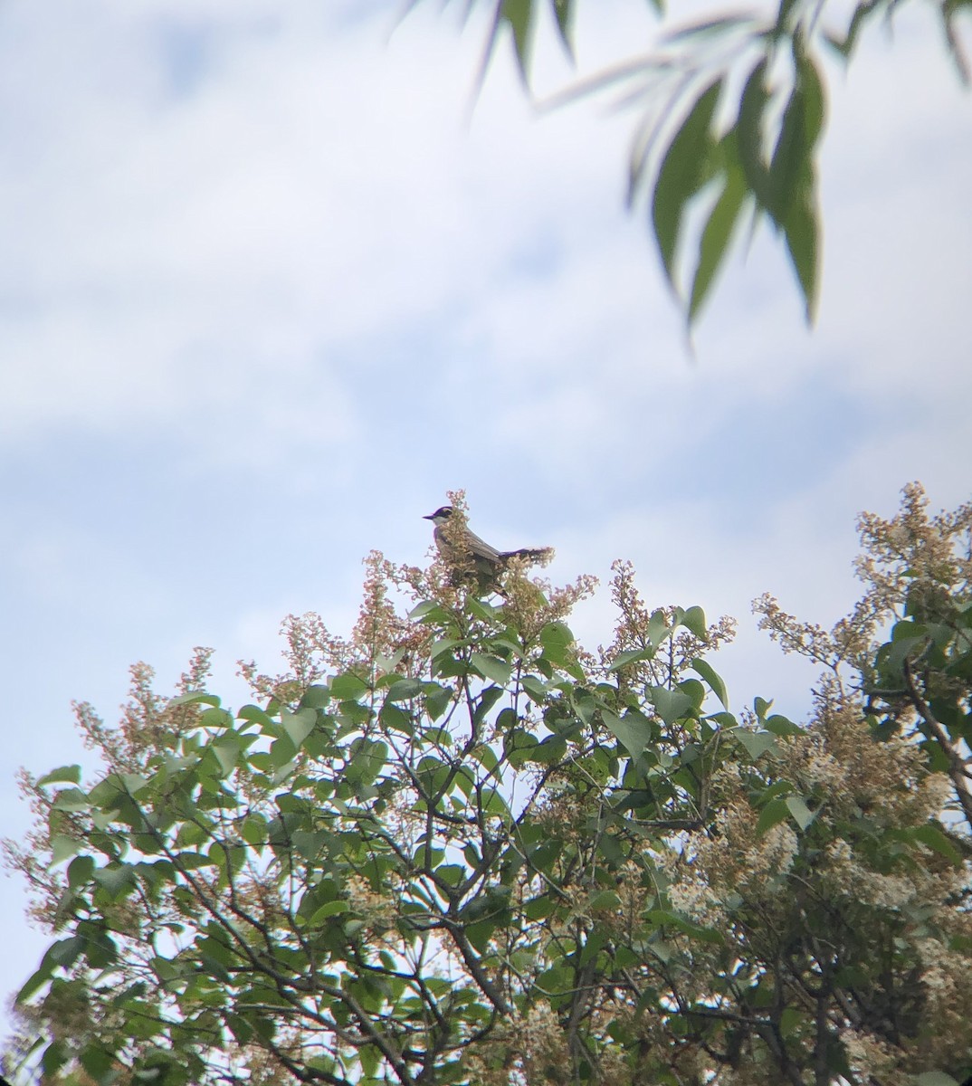 Eastern Kingbird - ML242264611