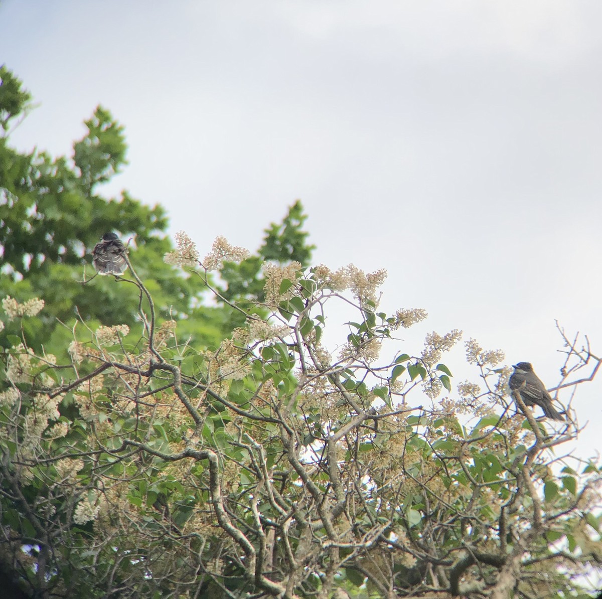 Eastern Kingbird - ML242264681
