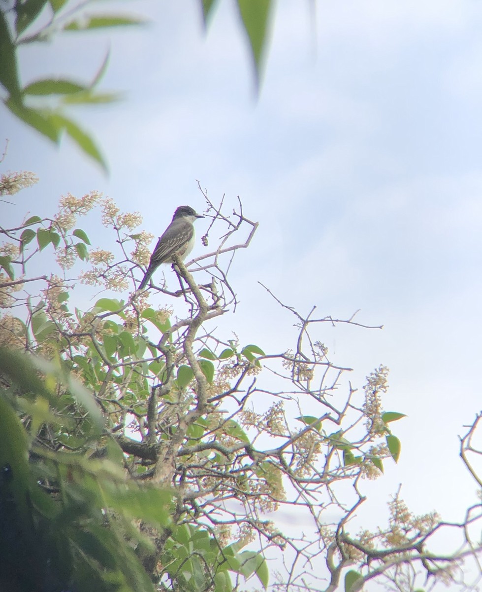 Eastern Kingbird - ML242265361