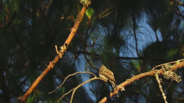 Greater Pewee (Mexican) - ML242267041