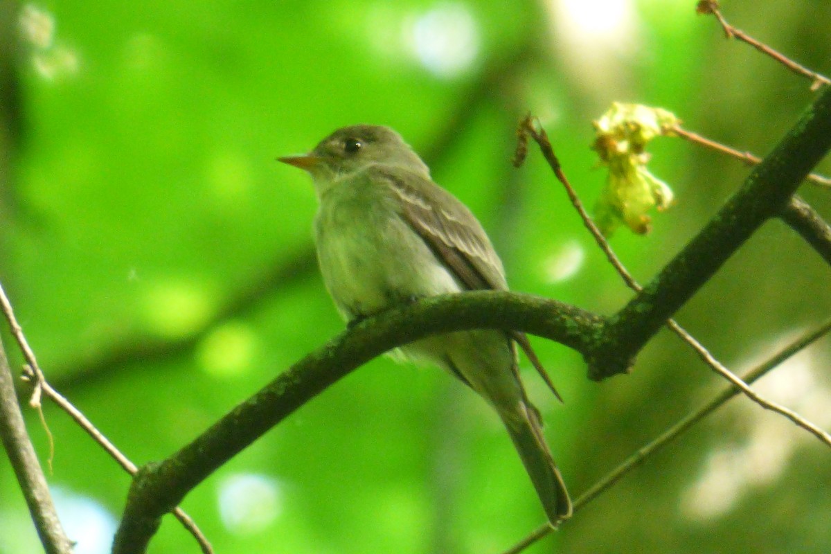 Eastern Wood-Pewee - ML242267271