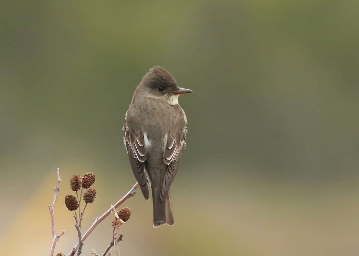 Olive-sided Flycatcher - Denise  McIsaac