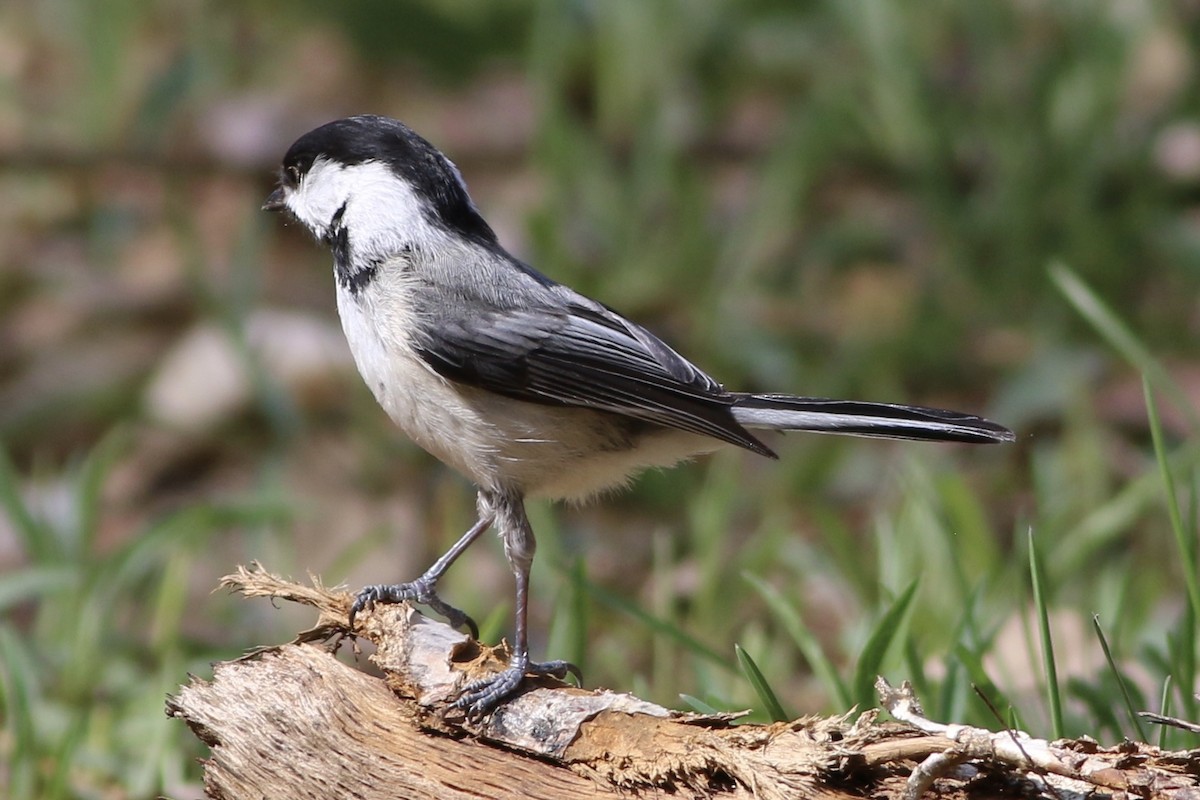 Black-capped Chickadee - ML242269331