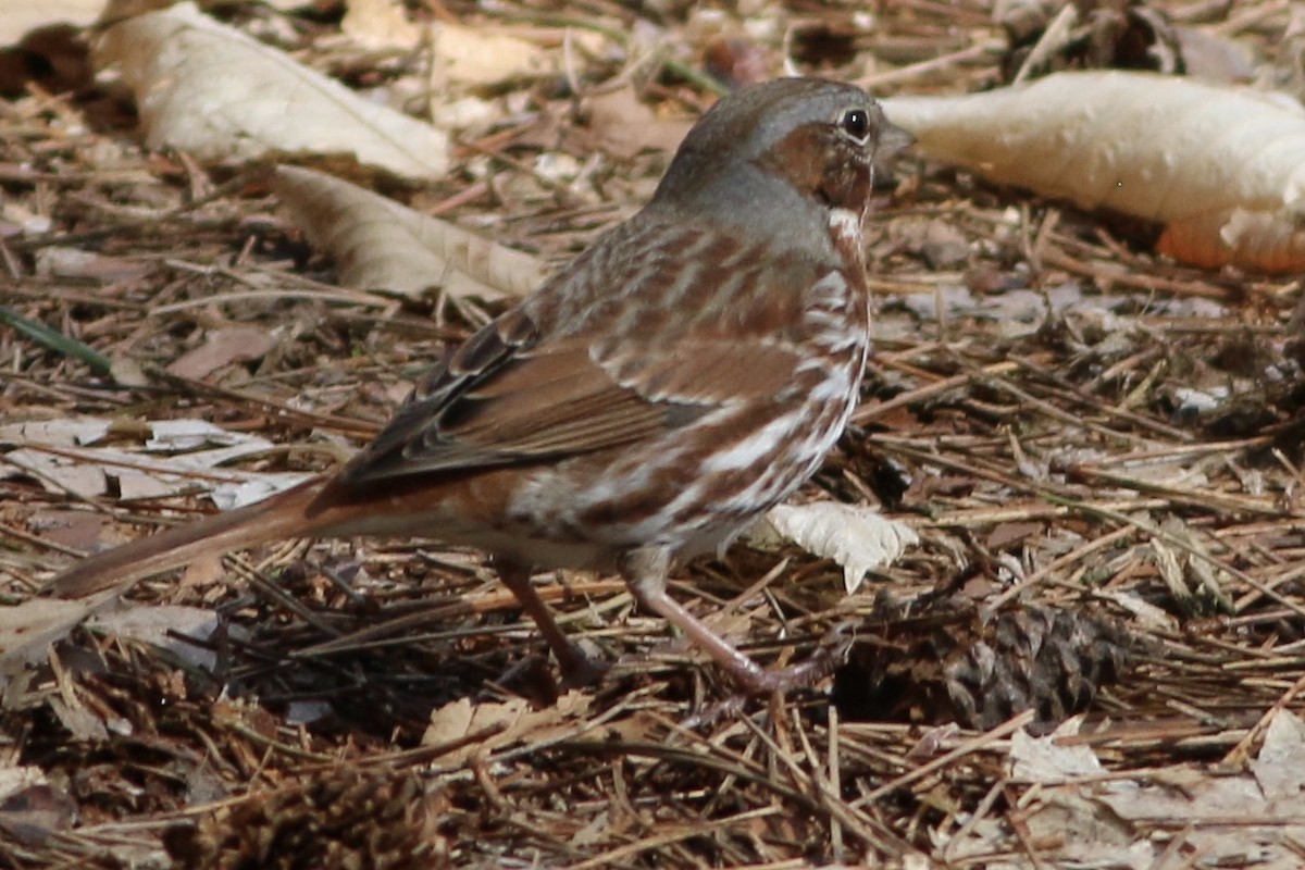 Fox Sparrow - ML242269471