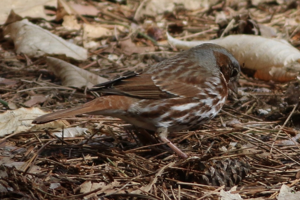 Fox Sparrow - ML242269511