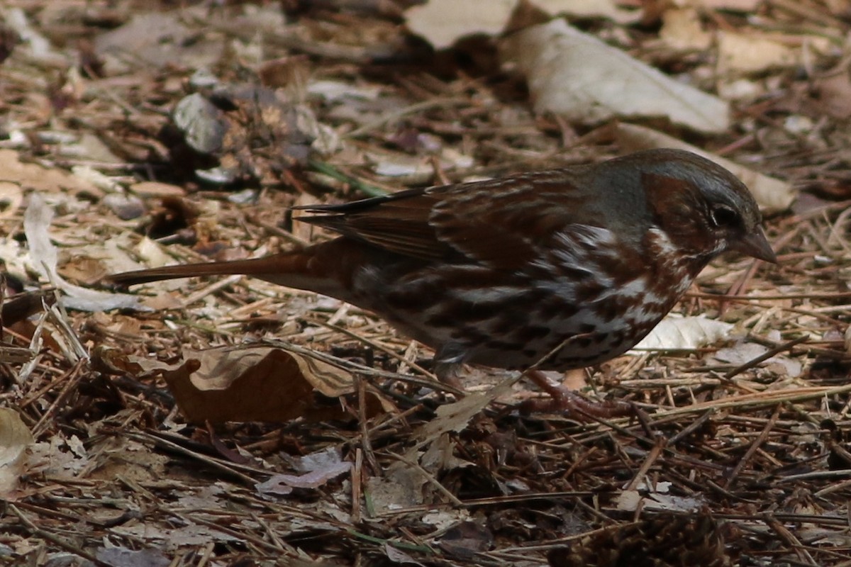 Fox Sparrow - ML242269541