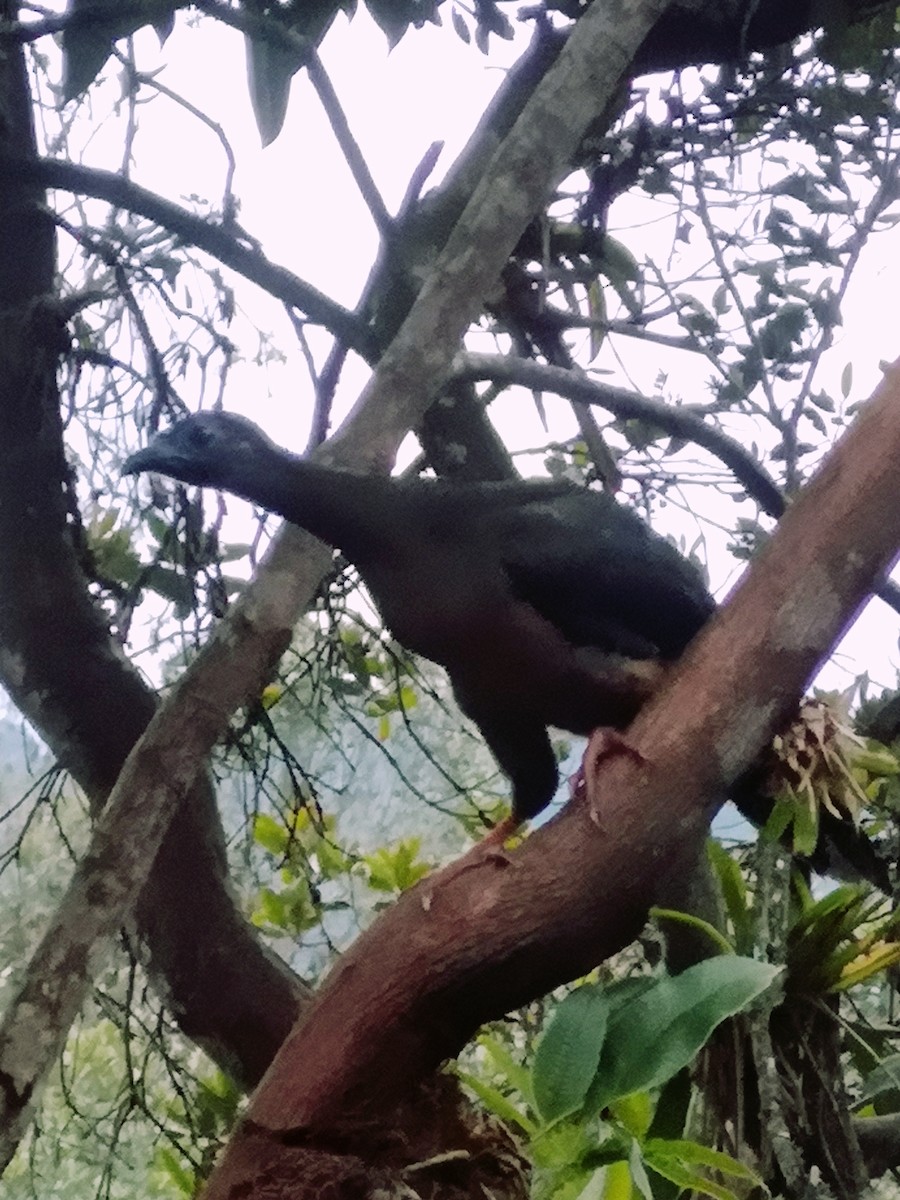 Sickle-winged Guan - Teresita Varon