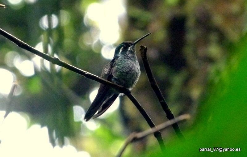 Colibrí de Sibila - ML242270521