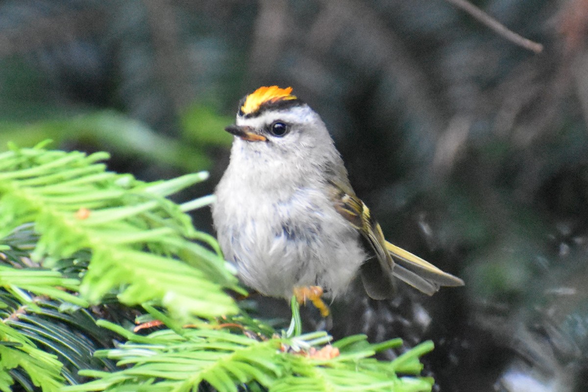 Golden-crowned Kinglet - Bill Hubbard