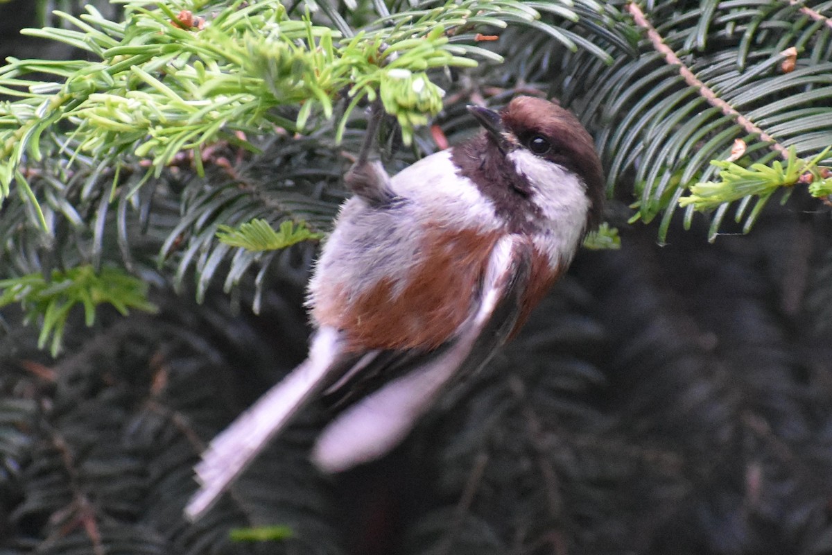 Chestnut-backed Chickadee - Bill Hubbard