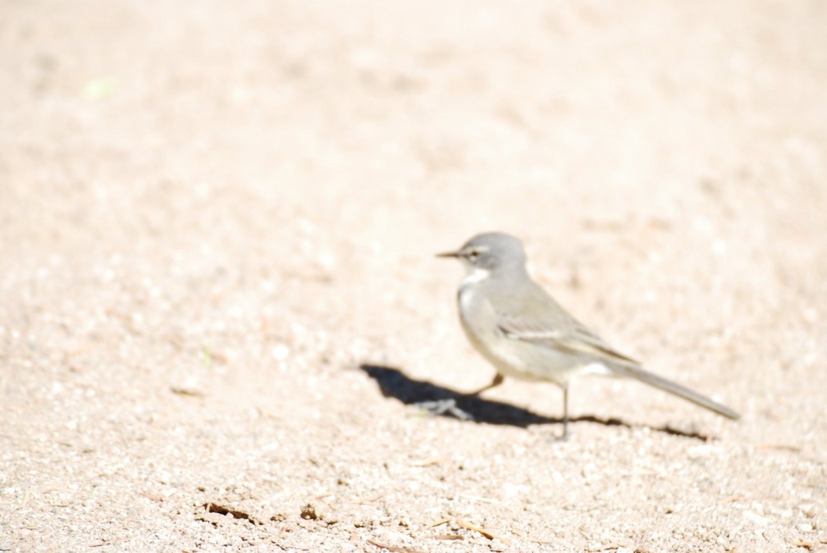Cape Wagtail - ML242271951