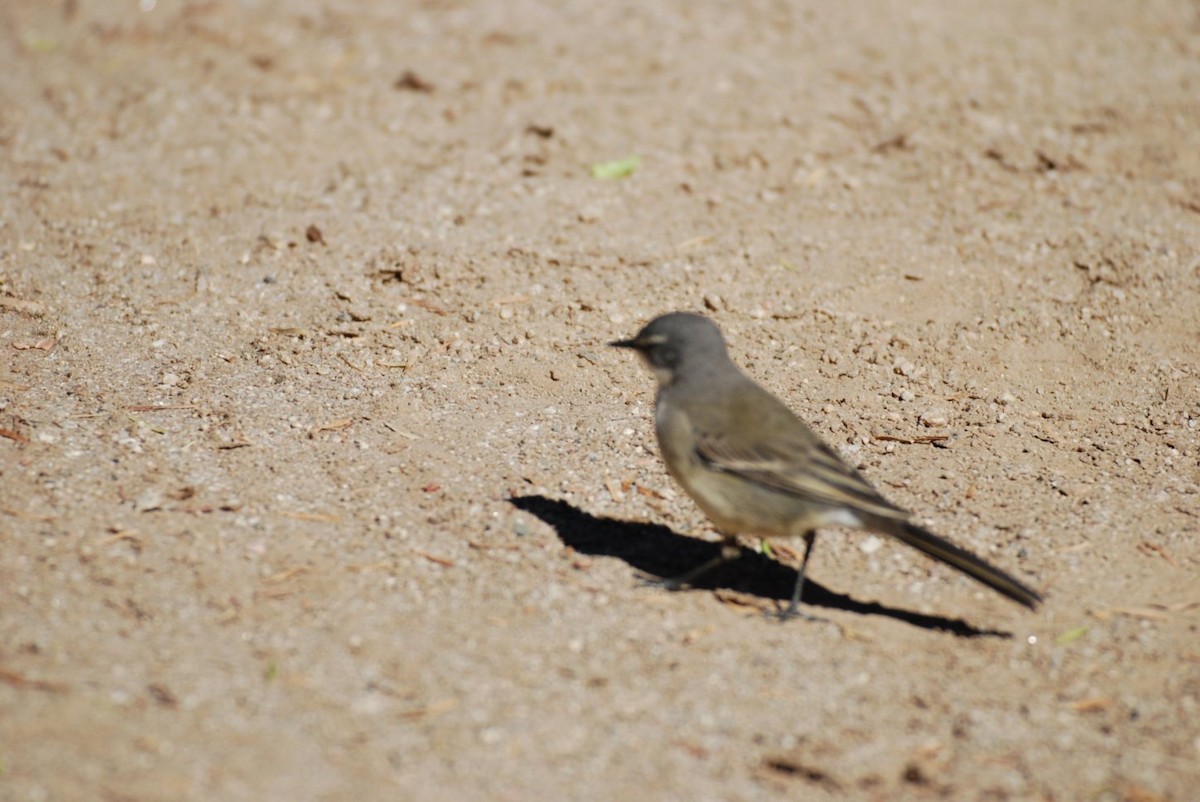 Cape Wagtail - ML242271961
