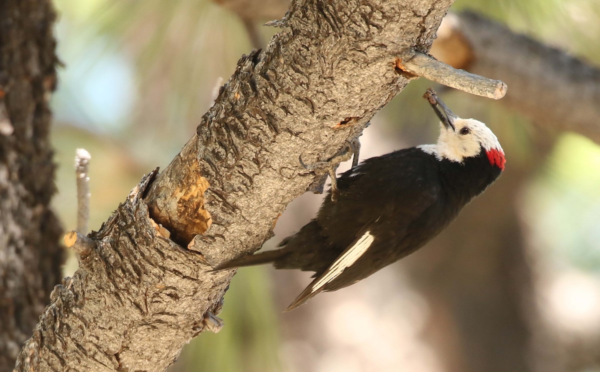 White-headed Woodpecker - ML242272031
