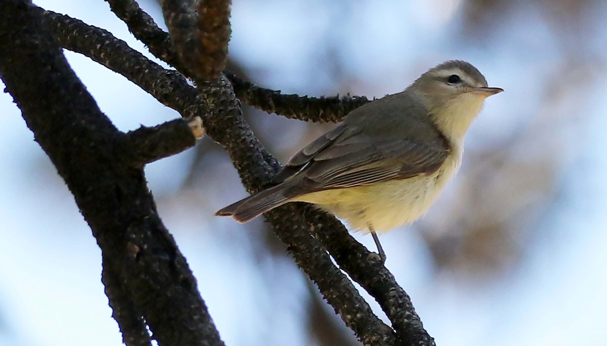 Warbling Vireo - ML242272071