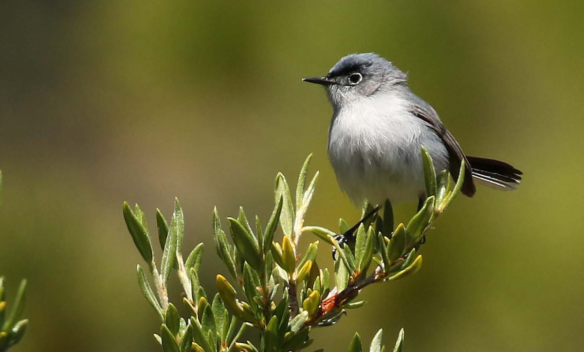 Blue-gray Gnatcatcher - Kathleen Keef