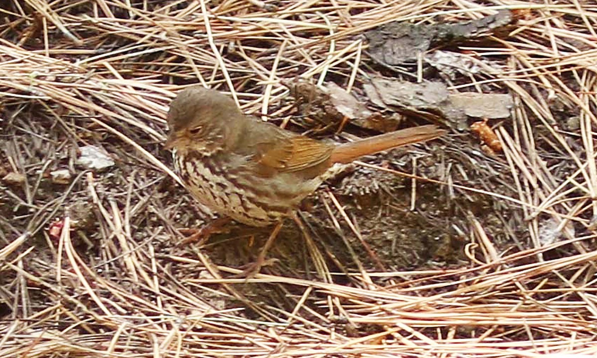 Fox Sparrow - ML242272341