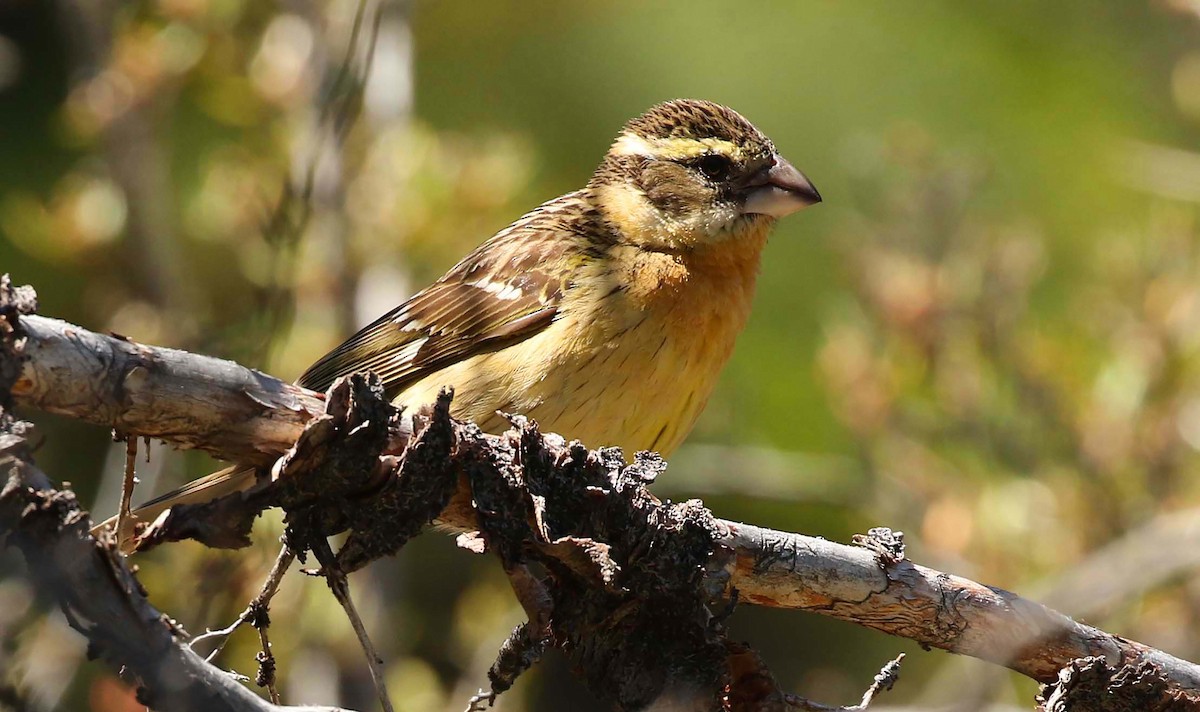 Black-headed Grosbeak - ML242273551