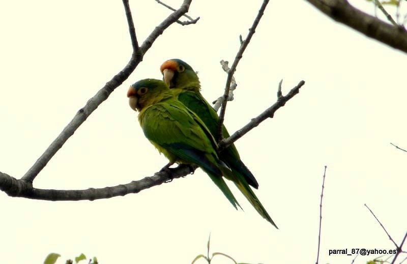 Orange-fronted Parakeet - ML242274221