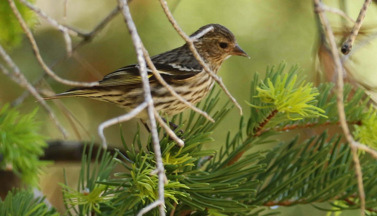 Pine Siskin - ML242274241