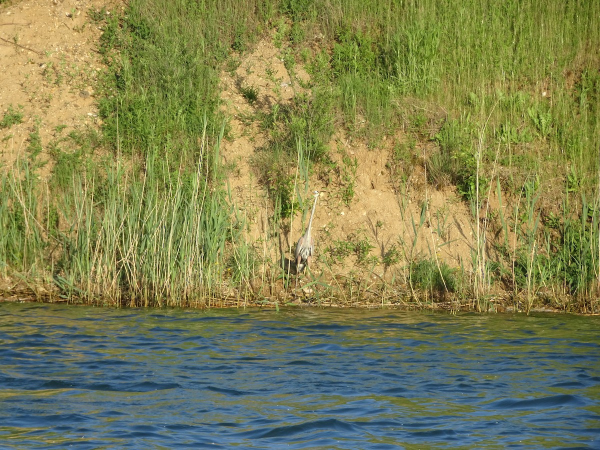 Great Blue Heron - ML242274731