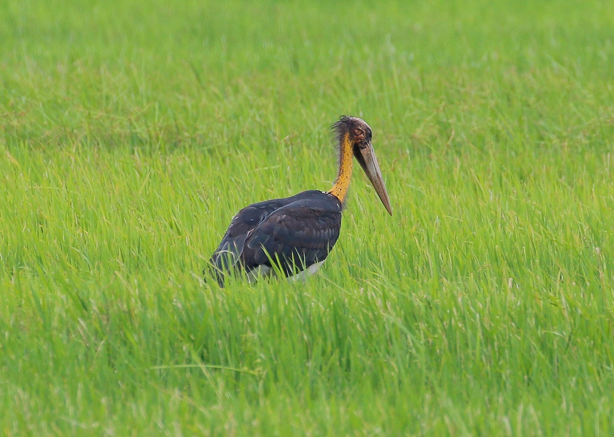 Lesser Adjutant - Neoh Hor Kee