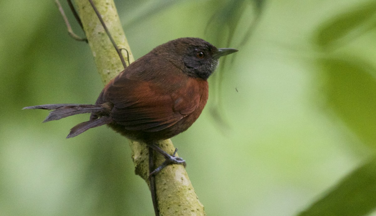 Rufous-breasted Spinetail - ML242276771
