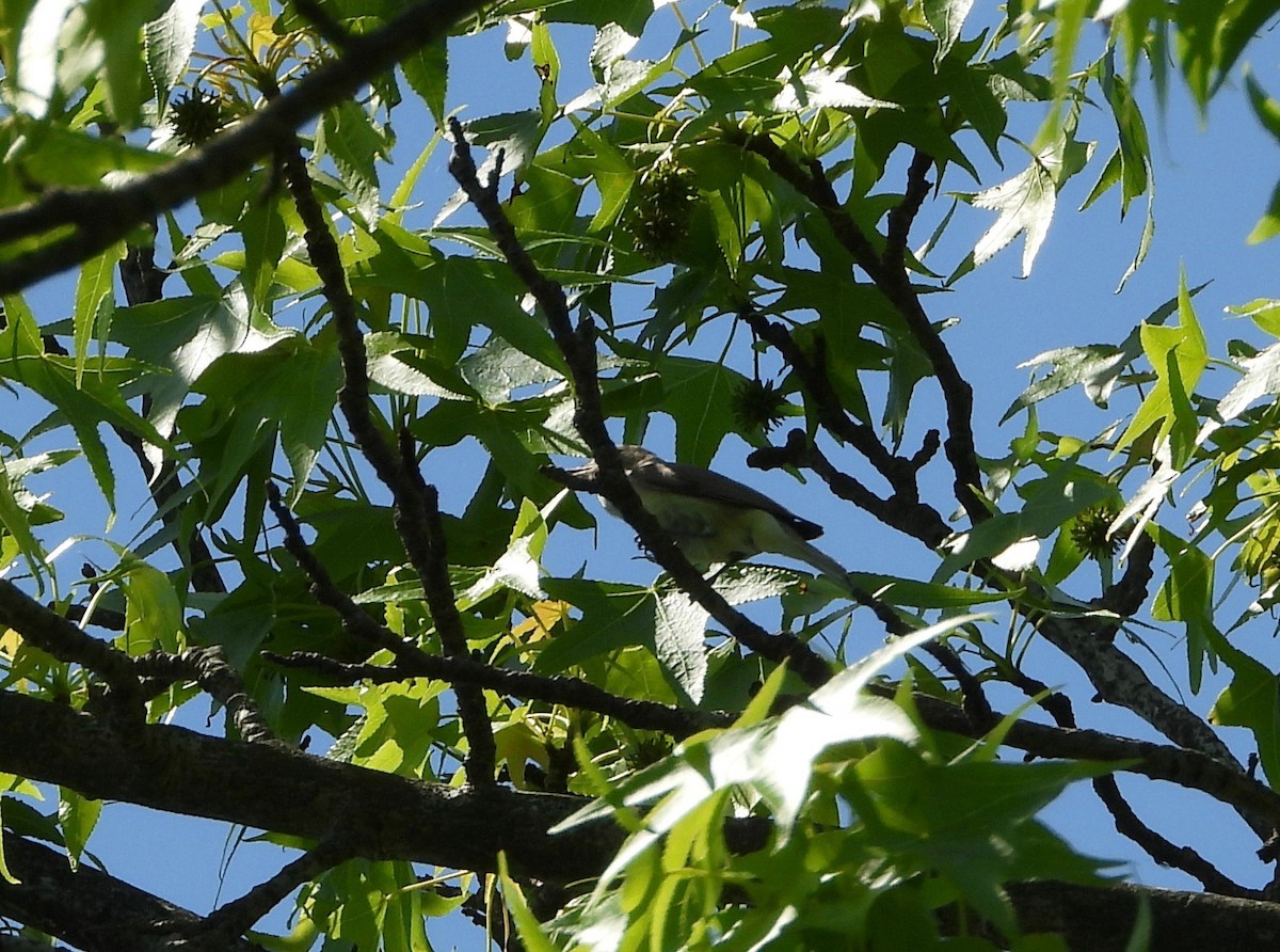 Warbling Vireo - ML242277201