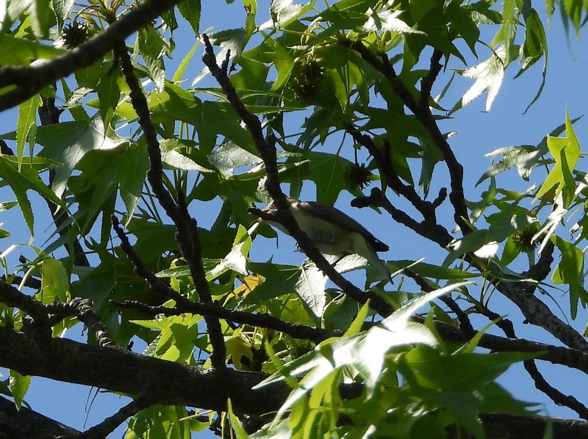 Warbling Vireo - Indira Thirkannad