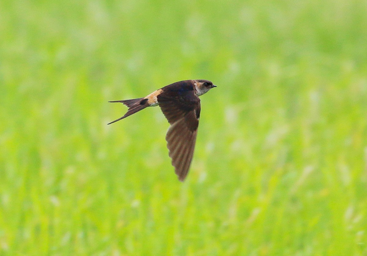 Golondrina Dáurica - ML24227781