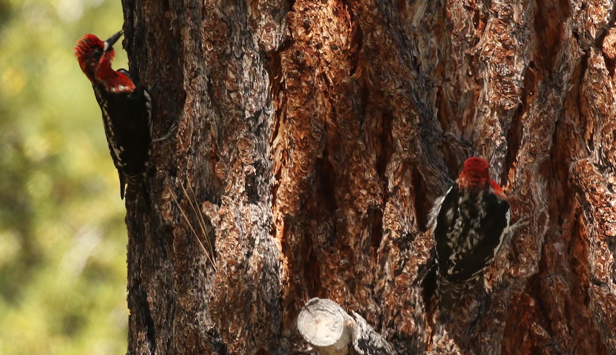 Red-breasted Sapsucker - Kathleen Keef