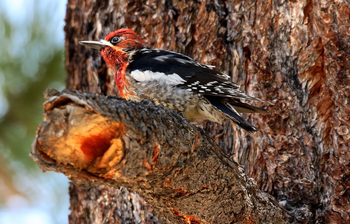 Red-breasted Sapsucker - ML242278331