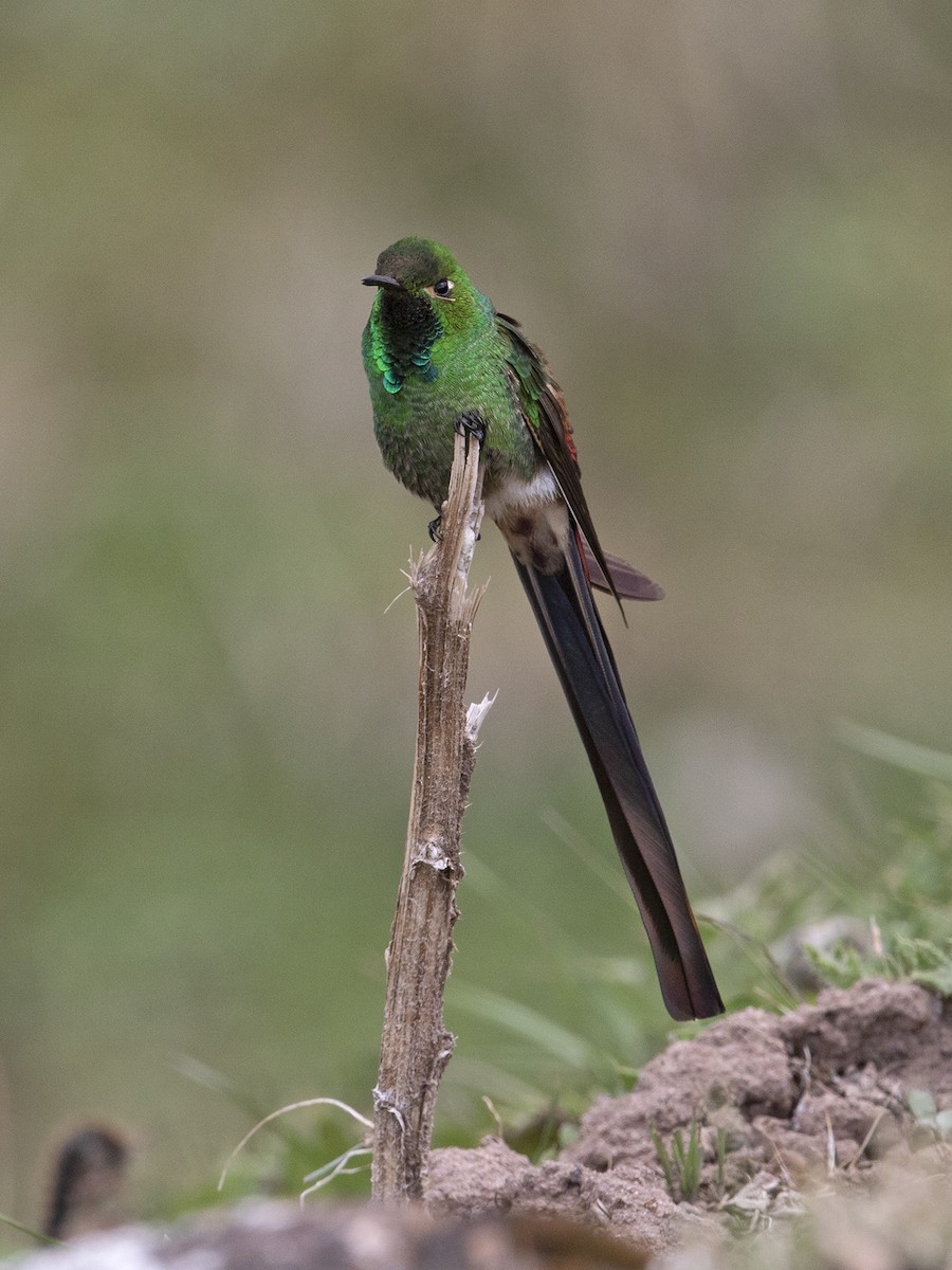 Red-tailed Comet - Sam Woods