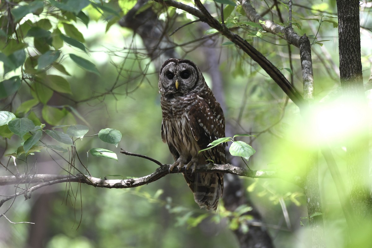 Barred Owl - ML242278791