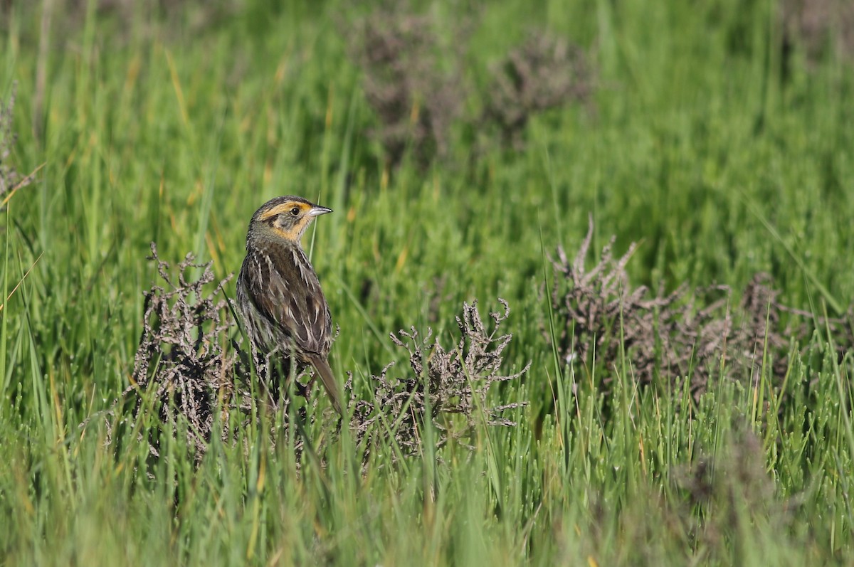 Saltmarsh Sparrow - Shawn Billerman