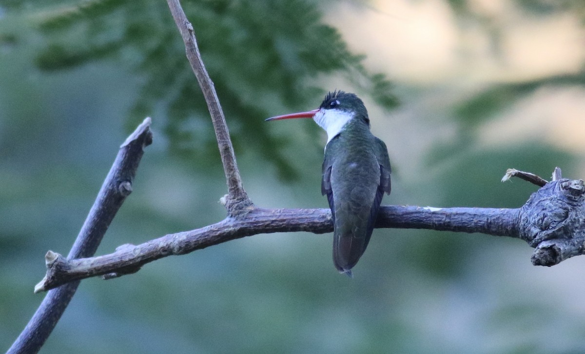Green-fronted Hummingbird (Green-fronted) - Eric Antonio Martinez
