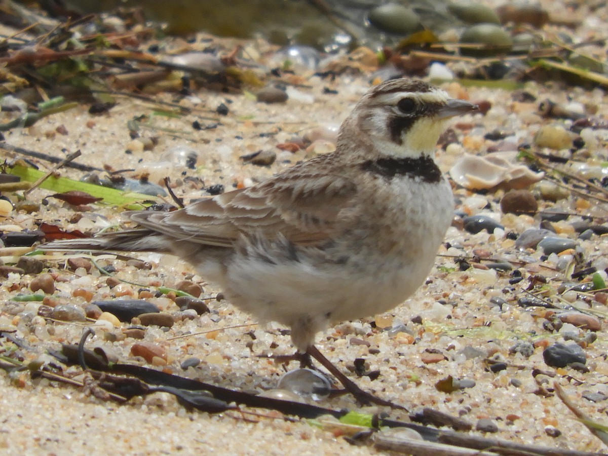 Horned Lark - Bill Lee