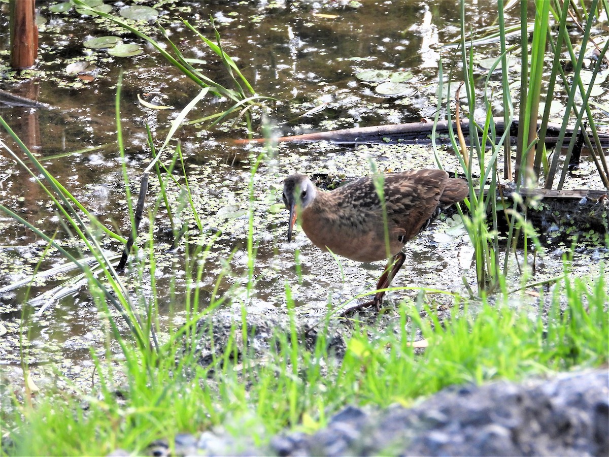 Virginia Rail - ML242279671