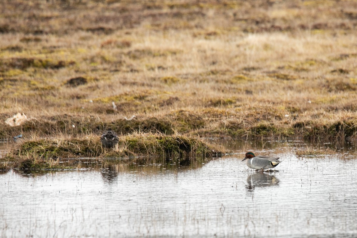 Green-winged Teal - Lorraine  Lebeau