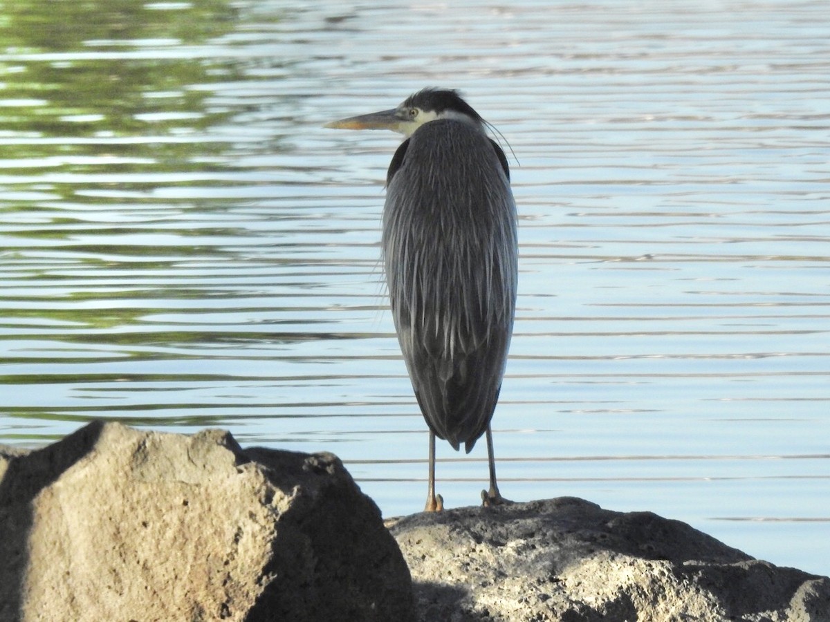 Great Blue Heron - ML242282781