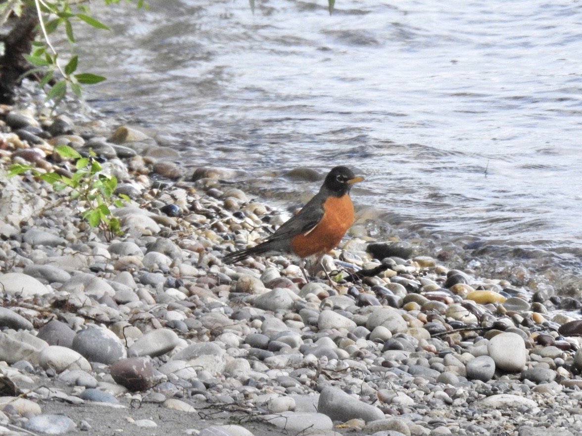 American Robin - ML242283491