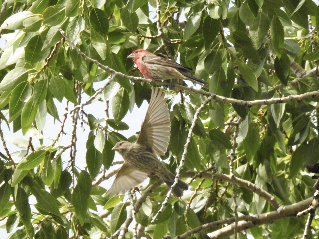 House Finch - ML242283571