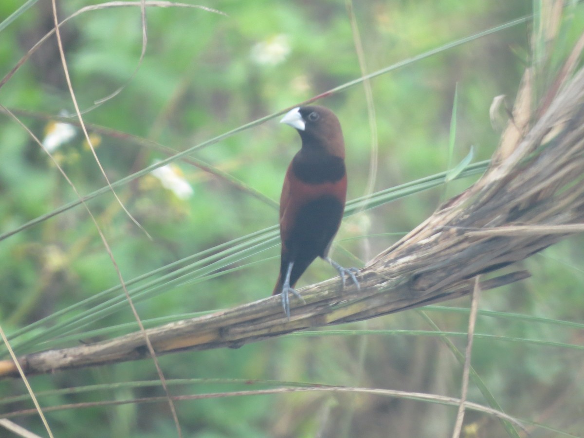 Chestnut Munia - ML242285001