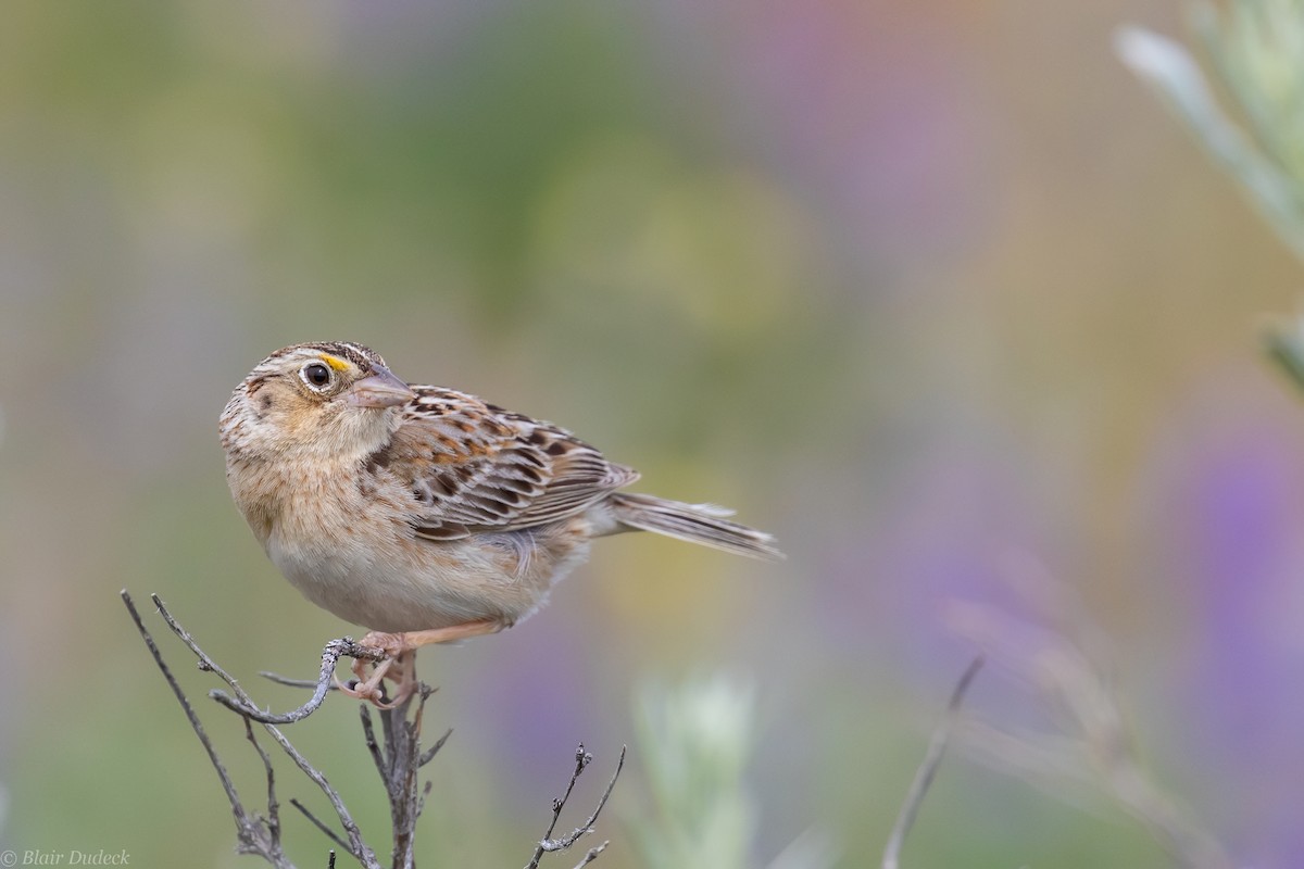 Grasshopper Sparrow - ML242285101