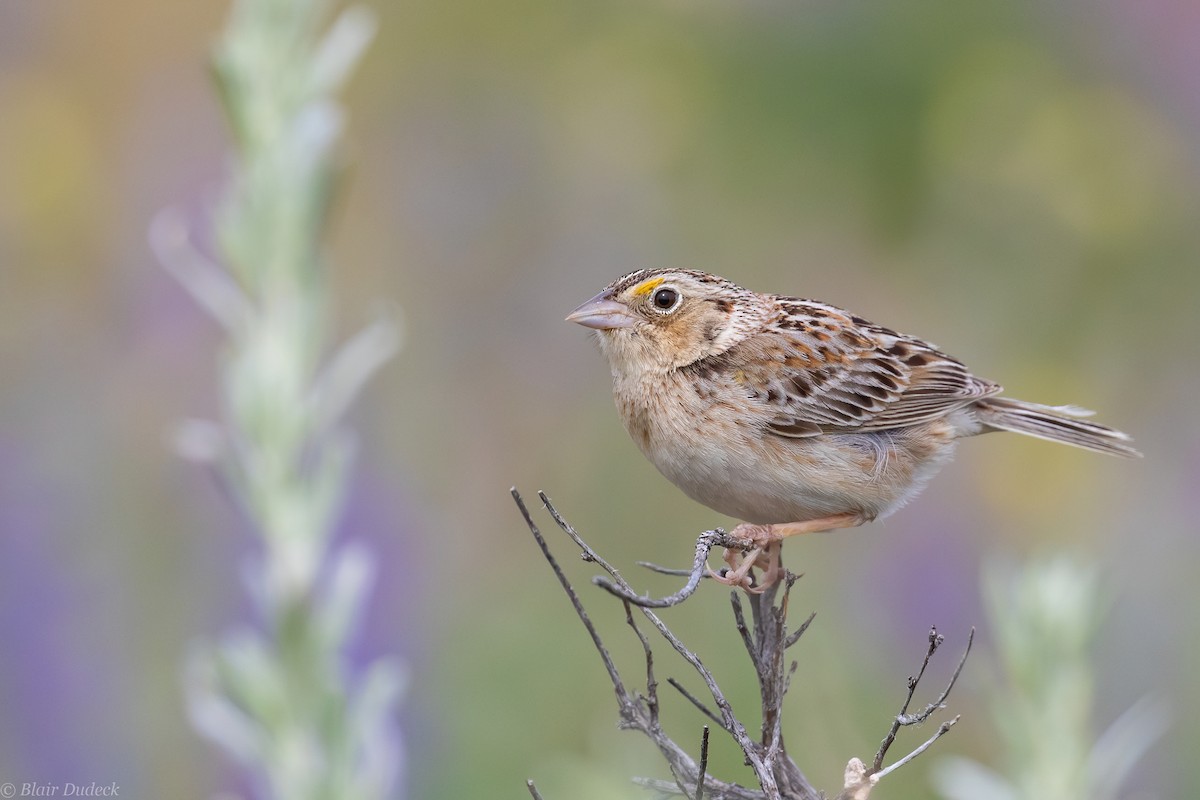 Grasshopper Sparrow - ML242285111